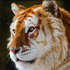 Say no to rba and dap.